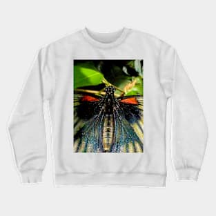 The Great Mormon Butterfly Crewneck Sweatshirt